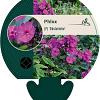 Phlox (P) 'Düsterlohe' Pot 9 cm