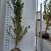 Carpinus bet. 'Frans Fontaine' Kluit 175 - 200 cm