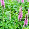 Lythrum sal. 'Blush' Pot 9 cm
