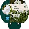 Phlox (P) 'Rembrandt' Pot 9 cm
