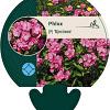 Phlox (P) 'Rijnstroom' Pot 9 cm