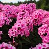 Phlox (P) 'Rijnstroom' Pot 9 cm