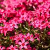 Phlox (S) 'Scarlet Flame' Pot 9 cm