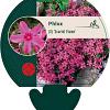 Phlox (S) 'Scarlet Flame' Pot 9 cm