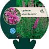 Lythrum sal. 'Morden Pink' Pot 9 cm