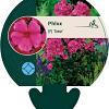 Phlox (P) 'Tenor' Pot 9 cm