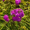 Phlox (P) 'Tenor' Pot 9 cm