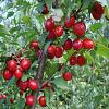 Cornus mas Pot 15 liter 175 - 200 cm