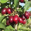 Cornus mas 'Jolico' Pot 7,5 Liter 80 - 100 cm