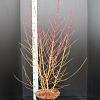Cornus sang. 'Midwinter Fire' Pot 10 liter 80 - 100 cm