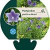 Platycodon grand. 'Mariesii' Pot 9 cm