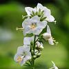 Polemonium caer. 'Album' Pot 9 cm