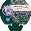 Polemonium r. 'Blue Pearl' Pot 9 cm