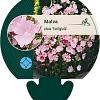 Malva alcea 'Fastigiata' Pot 9 cm