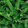Polystichum munitum Pot 9 cm