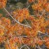 Hamamelis int. 'Jelena' Pot 15 liter 125 - 150 cm