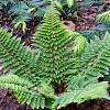 Polystichum set. 'Dahlem' Pot 9 cm