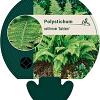 Polystichum set. 'Dahlem' Pot 9 cm
