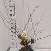Hamamelis int. 'Pallida' Kluit 80 - 100 cm