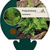 Polystichum tsussimense Pot 9 cm
