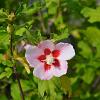 Hibiscus syr. 'Hamabo' Pot 10 liter 60 - 80 cm