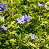 Hibiscus syr. 'Marina' Pot 7,5 Liter 50 - 60 cm