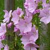 Malva moschata Pot 9 cm