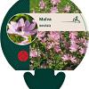 Malva moschata Pot 9 cm