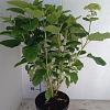 Hydrangea a. 'Annabelle' Pot 7,5 Liter 60 - 80 cm