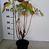 Hydrangea a. 'Annabelle' Pot 7,5 Liter 60 - 80 cm