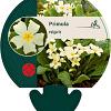 Primula vulgaris Pot 9 cm