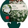 Malva moschata 'Alba' Pot 9 cm