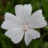 Malva moschata 'Alba' Pot 9 cm