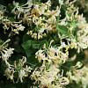 Lonicera fragrantissima Pot 5 Liter 60 - 80 cm