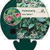 Pulmonaria rubra 'Redstart' Pot 9 cm