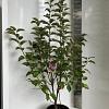 Malus 'Evereste' Pot 10 liter 100 - 125 cm