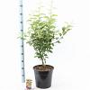 Malus 'Evereste' Pot 10 liter 100 - 125 cm