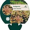 Rodgersia pinnata 'Braunlaub' Pot 9 cm