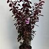 Prunus cer. 'Nigra' Pot 10 liter 100 - 125 cm