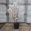 Prunus nipponica 'Brillant' Pot 10 liter 80 - 100 cm