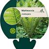 Matteuccia struthiopteris Pot 9 cm