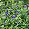 Salvia g. 'Black and Blue' Pot 9 cm
