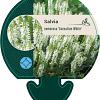Salvia nemorosa Sensation White Pot 9 cm