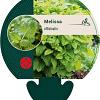 Melissa officinalis Pot 9 cm