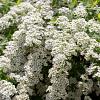 Spiraea cinerea 'Grefsheim' Pot 10 liter 80 - 100 cm