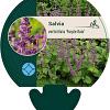 Salvia vert. 'Purple Rain' Pot 9 cm