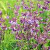 Salvia vert. 'Purple Rain' Pot 9 cm