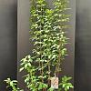 Viburnum bodn. 'Dawn' Pot 15 liter 150 - 175 cm