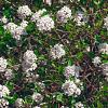 Viburnum burkwoodii Pot 25 Liter 150 - 175 cm struik