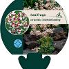 Saxifraga cot. 'Southside Seedling' Pot 9 cm
